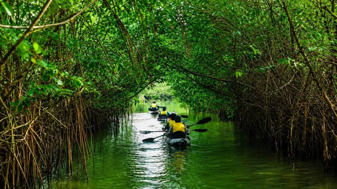 നെടുങ്ങോലം കണ്ടൽക്കാട്