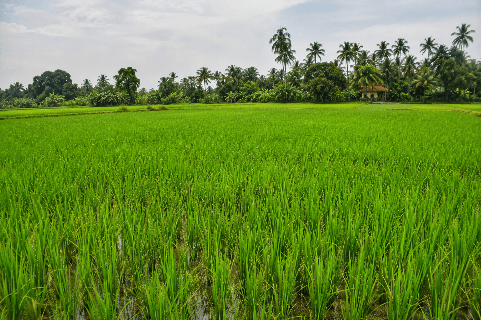 PaddyFields in Vaikom