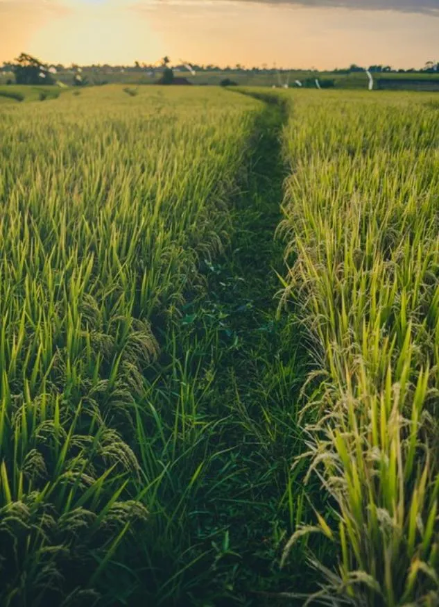വെള്ളൂർ പാടശേഖരം 