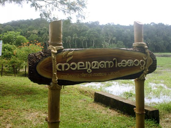 നാലുമണിക്കാറ്റ്