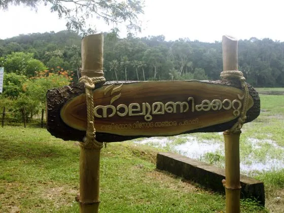 നാലുമണിക്കാറ്റ്