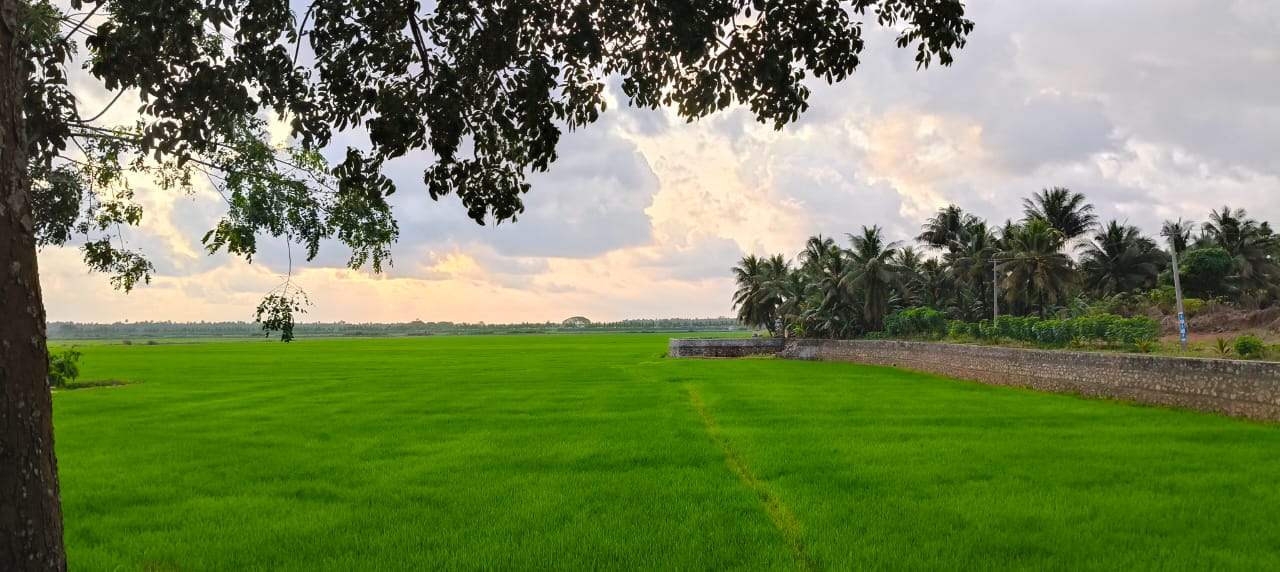 പുള്ള് പാടം