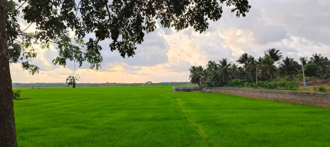 പുള്ള് പാടം