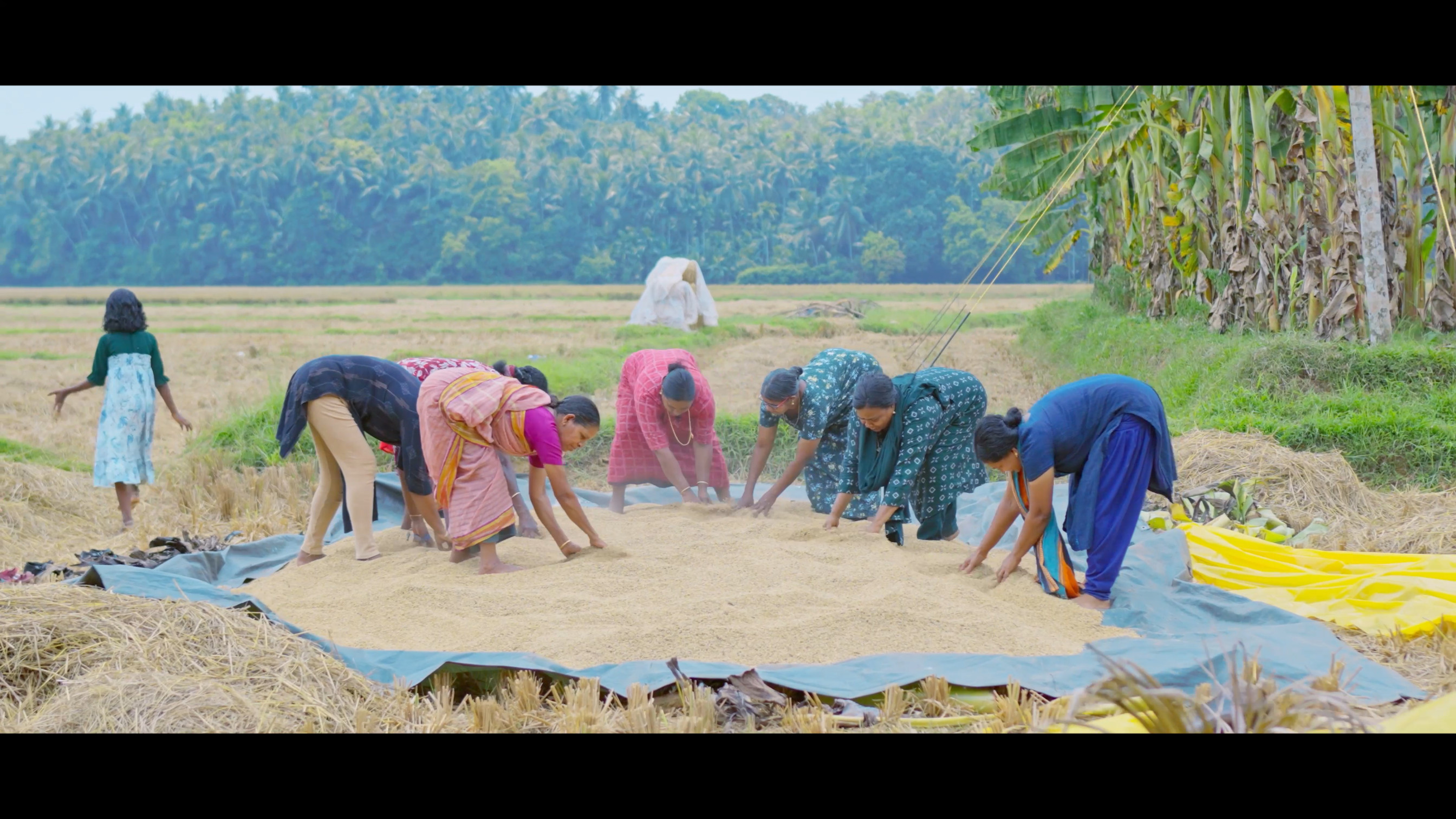 പുഞ്ച കൊയ്ത്ത്
