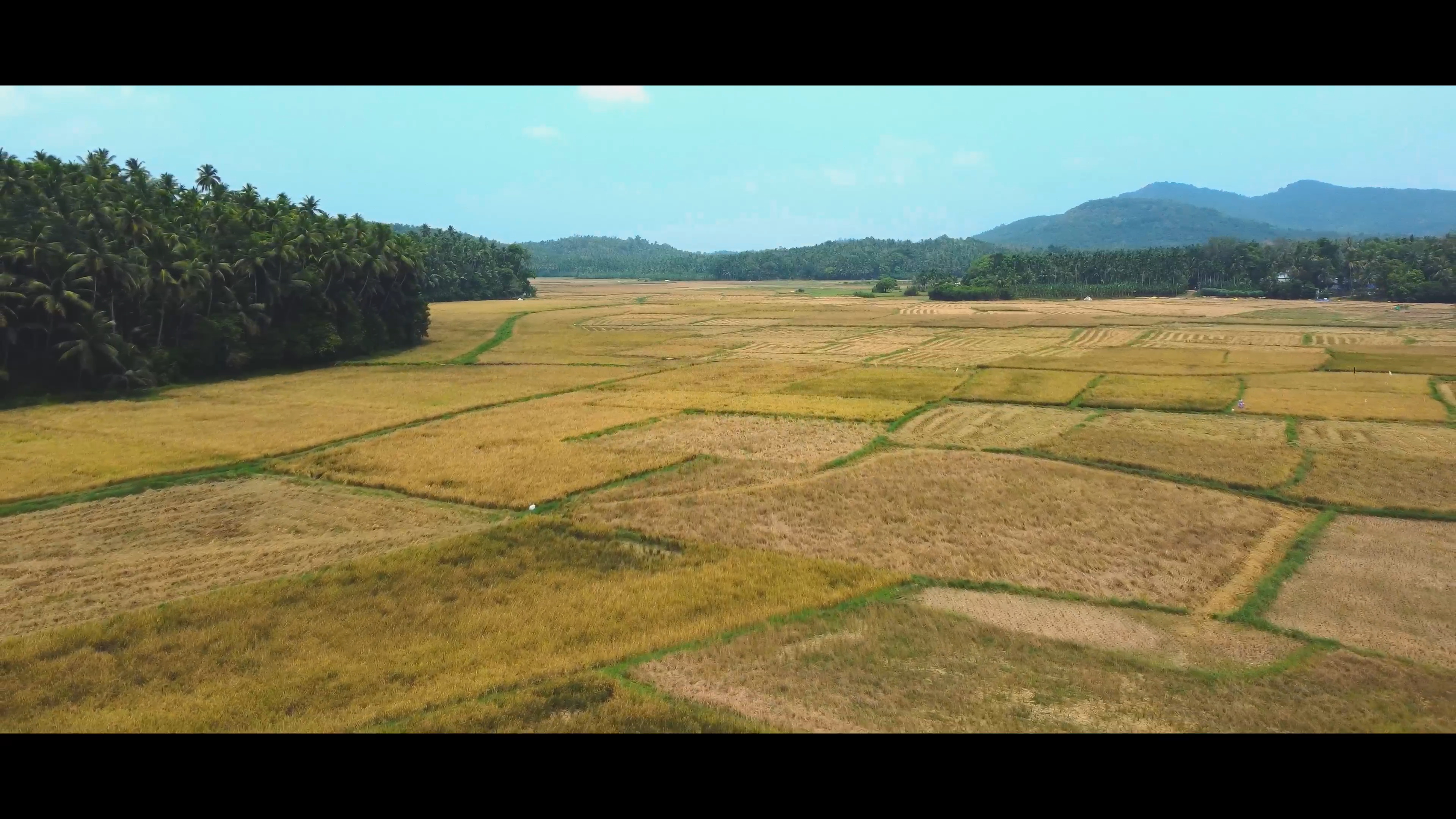 പുഞ്ച നെൽപ്പാടം