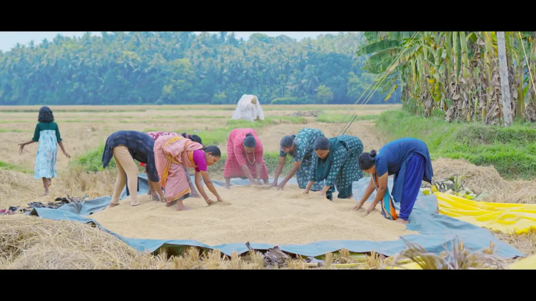 പുഞ്ച കൊയ്ത്ത്