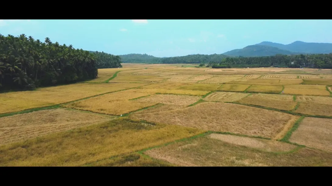പുഞ്ച നെൽപ്പാടം