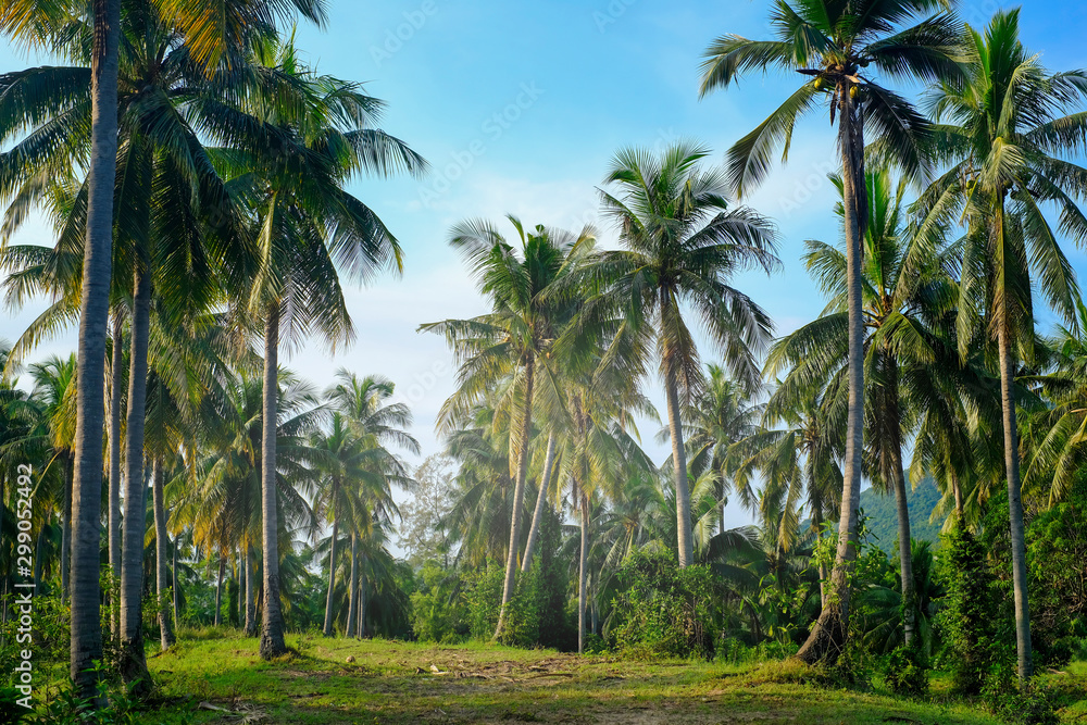 നെൽകൃഷി