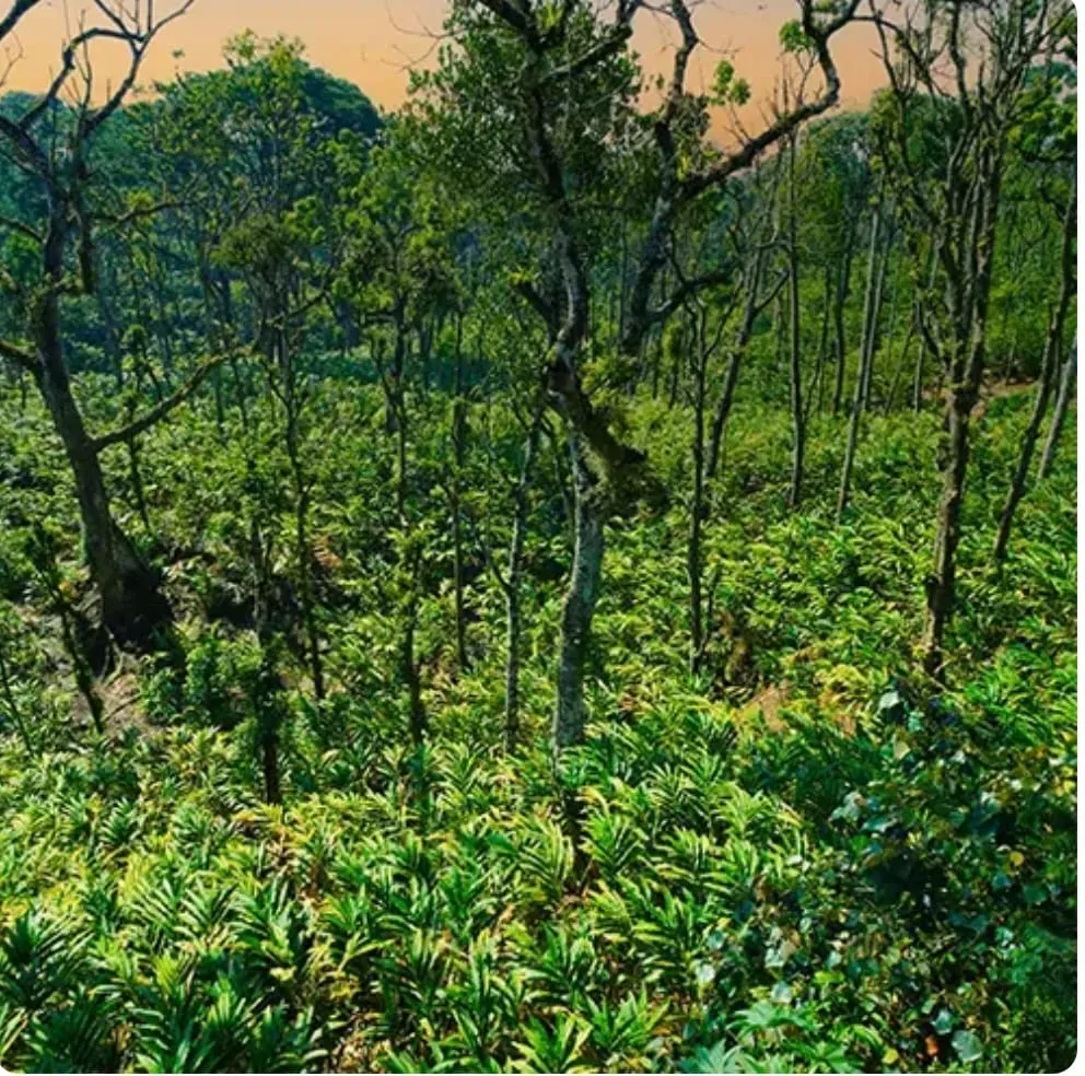 സിന്നമൺ വാലി