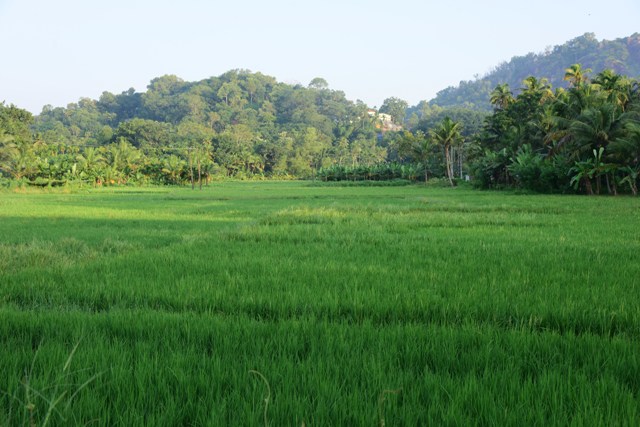 vayal