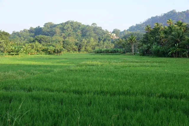 വാമനപുരം ഏല