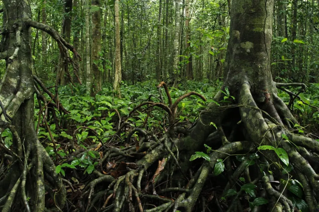 Myristica swamps at Shasthamnada, Peringammala  Panchayat