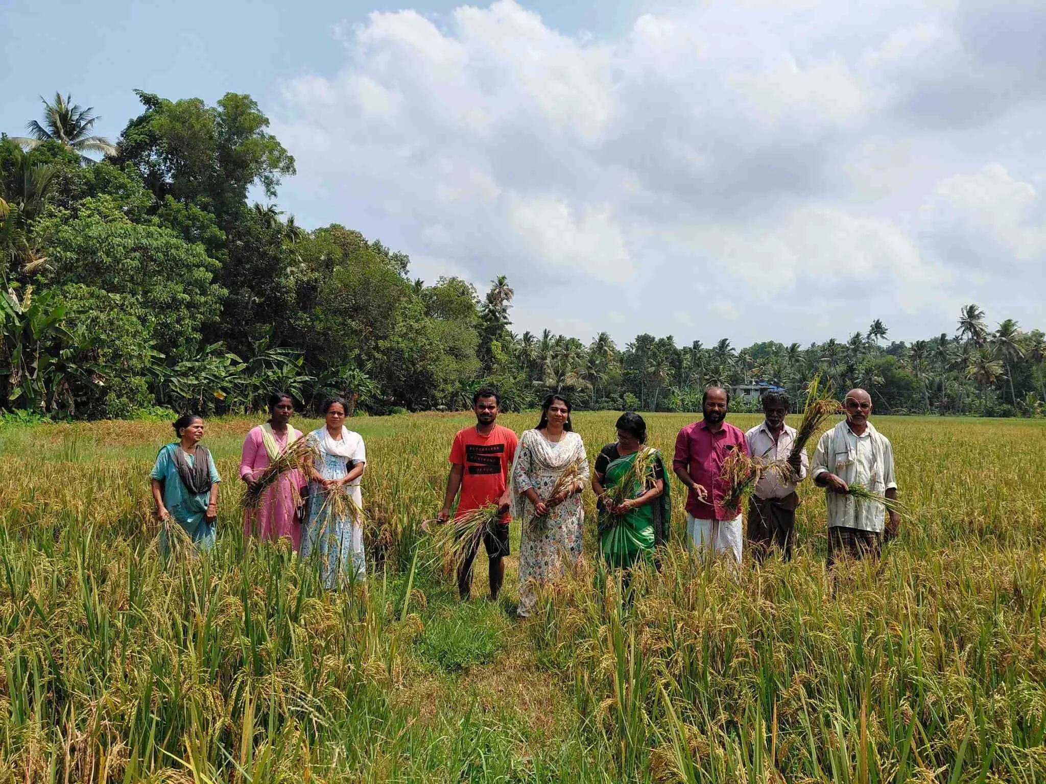 Kedaram paddy harvest