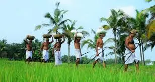 അരങ്ങൽ നെൽപ്പാടം