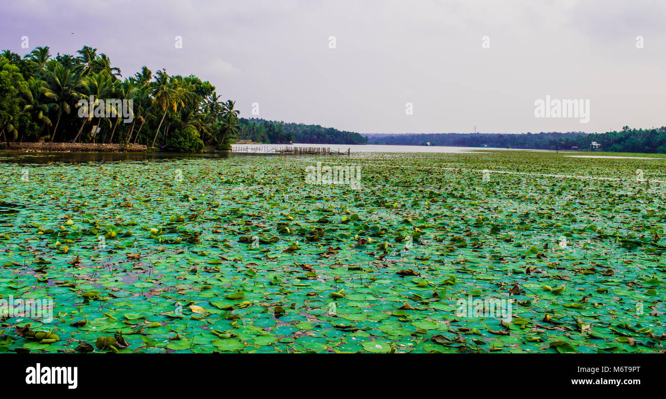 വെള്ളായണി കായൽ