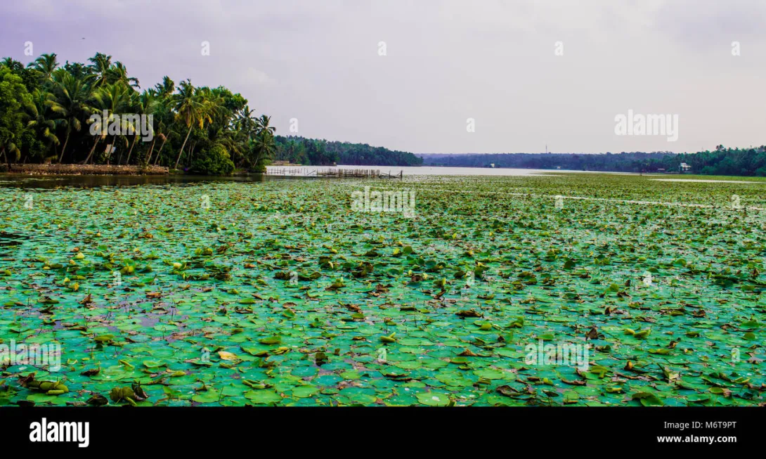 വെള്ളായണി കായൽ