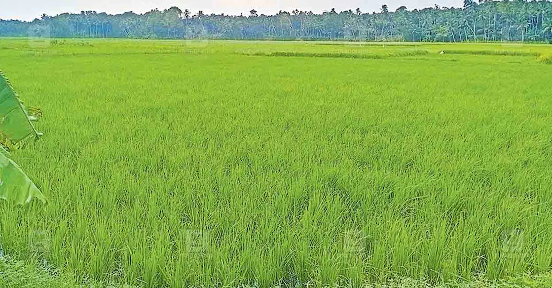 കീഴമ്മാകം പാടശേഖര സമിതി