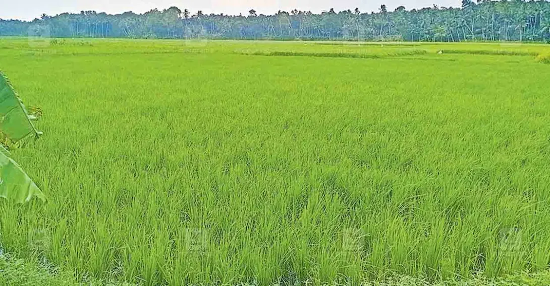 കീഴമ്മാകം പാടശേഖര സമിതി