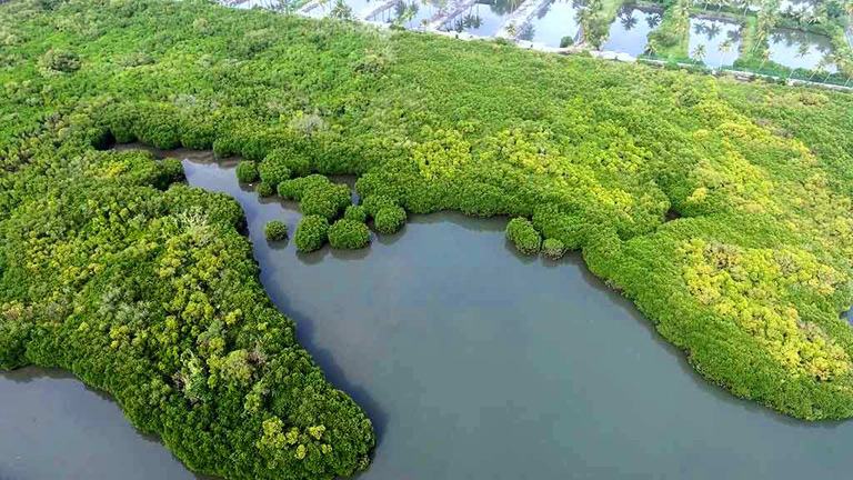 Mangrove forest