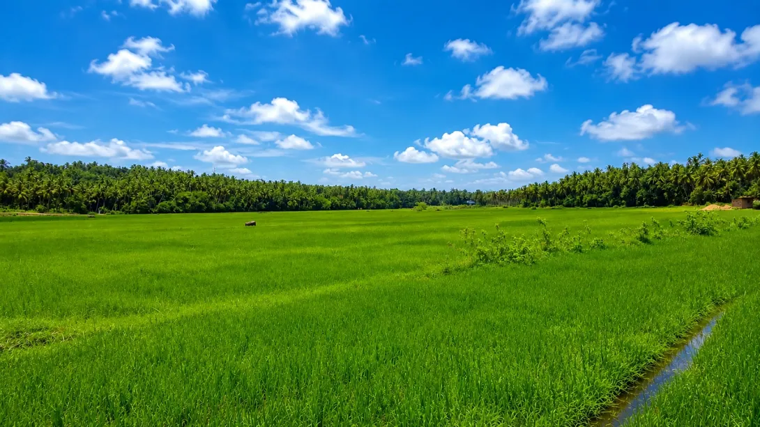 മാലുമേല്‍ പുഞ്ച