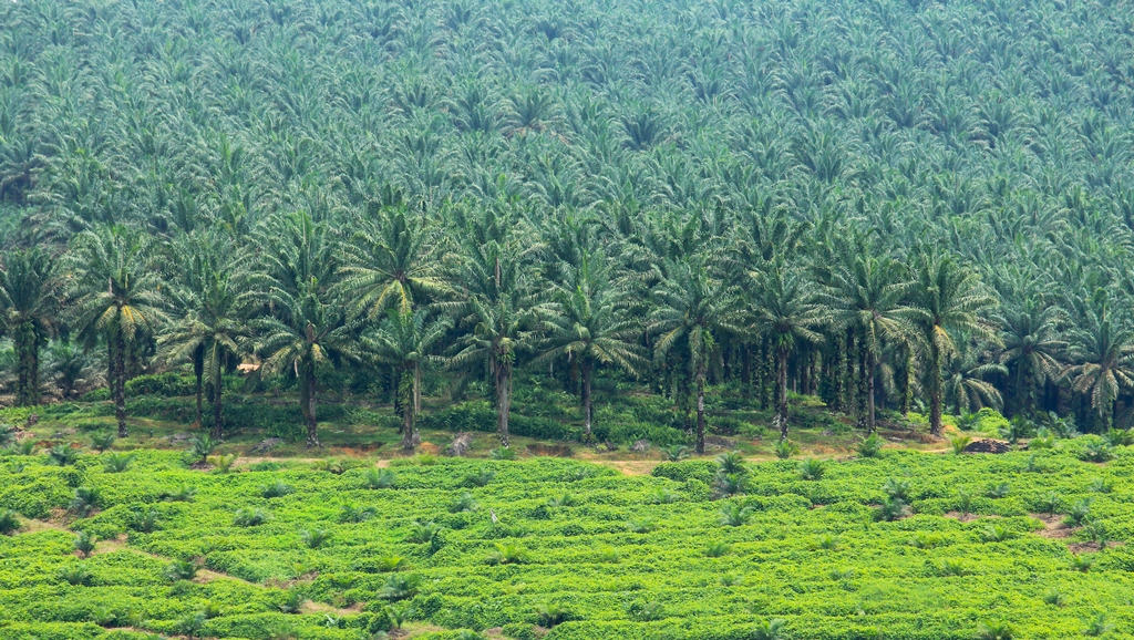 ഓയില്‍ പാം