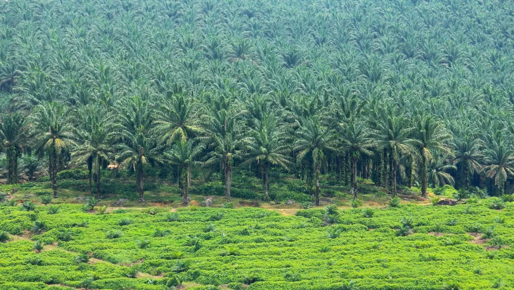 ഓയില്‍ പാം