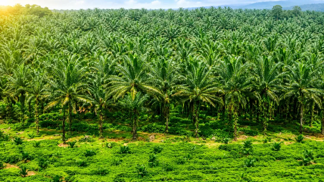ഓയില്‍ പാം
