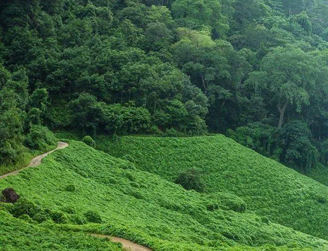 അമ്പനാട് ടി ആർ ആൻറ് ടി എസ്റ്റേറ്റ്