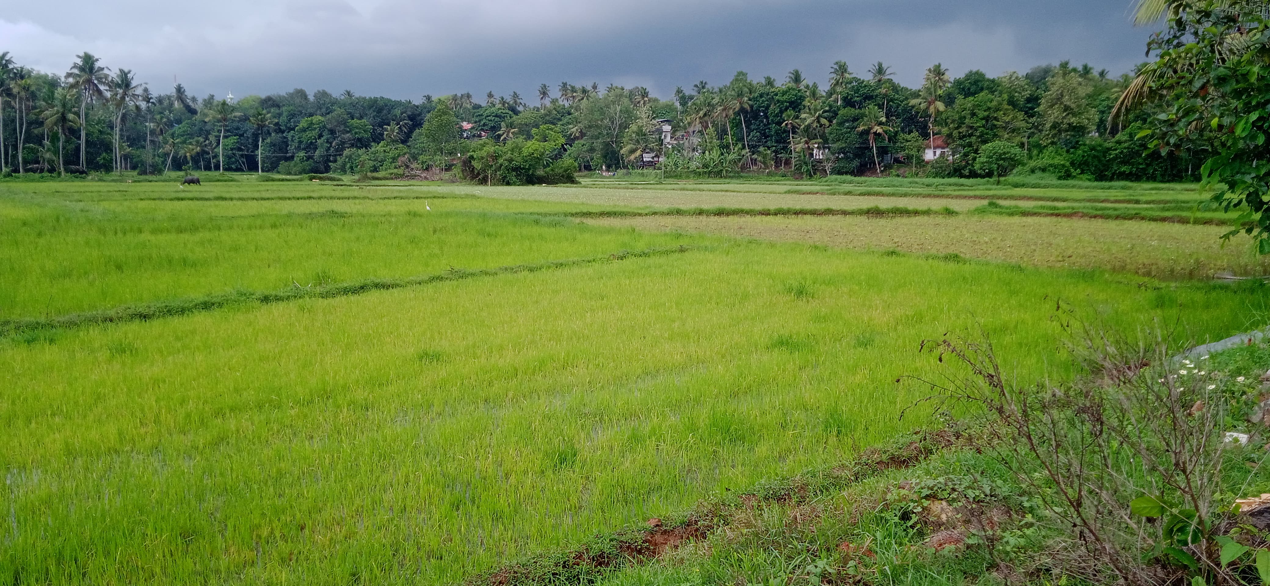 പാടശേഖരം