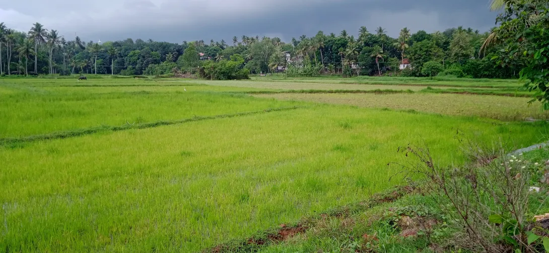 കുണ്ടുമൺ പാടശേഖരം