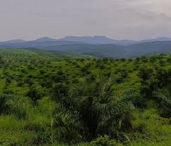 ഓയില്‍പാം