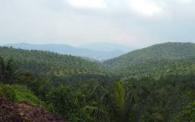 ഓയില്‍പാം എസ്റ്റേറ്റ് ചിതറ