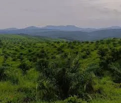 ഓയില്‍പാം എസ്റ്റേറ്റ് ചിതറ