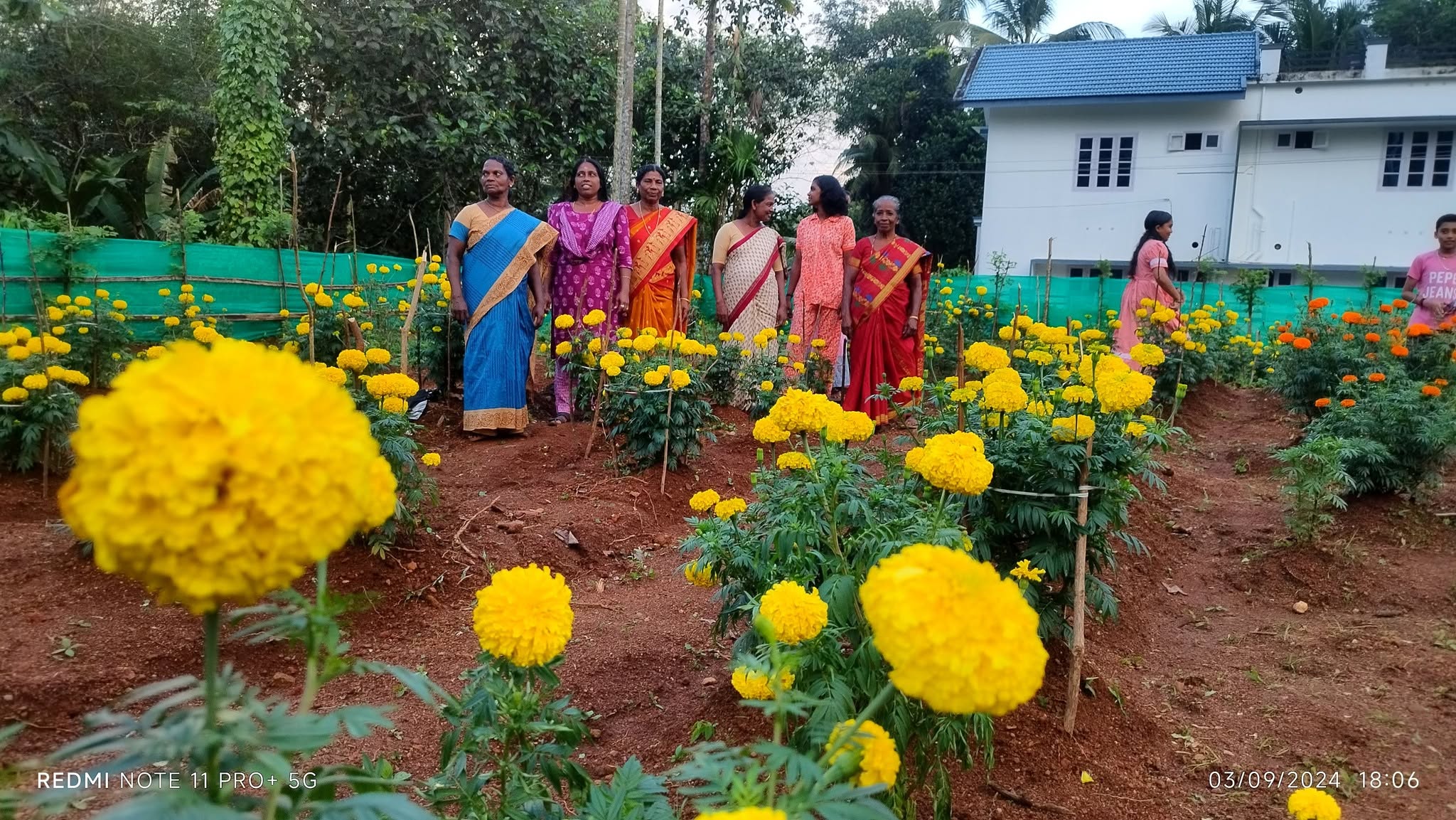 കൃഷി