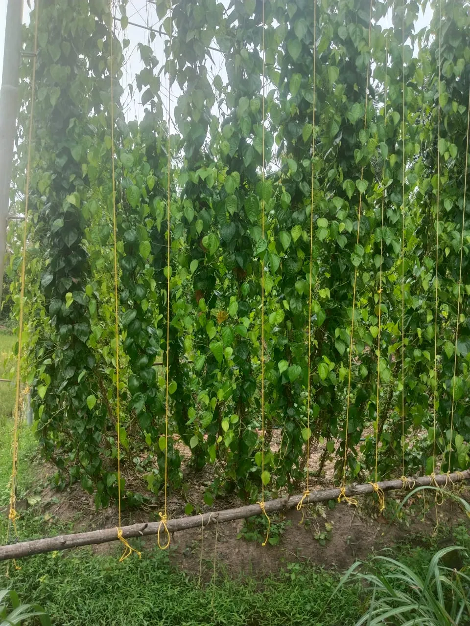 ഫോട്ടോ