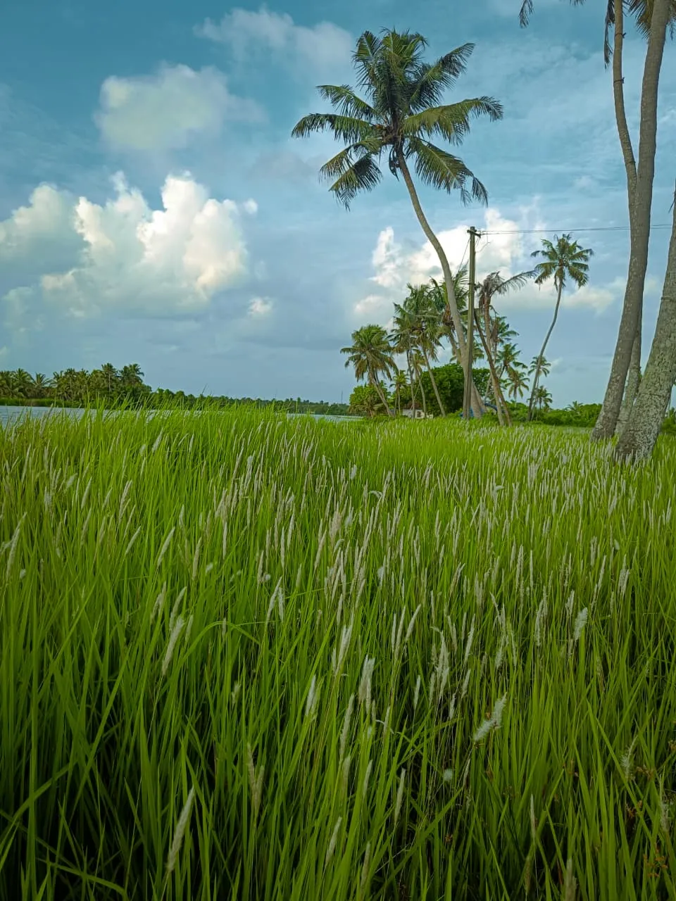 ഗാലറി