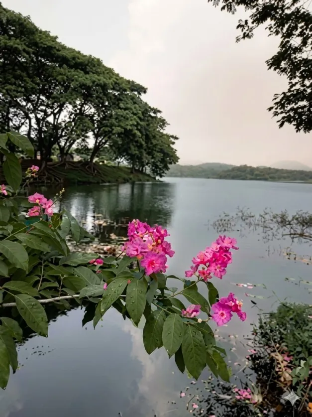കായല്‍ ഭംഗിയില്‍ വെളിയനാട്