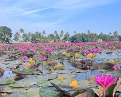 ആമ്പല്‍പ്പൂ വസന്തം