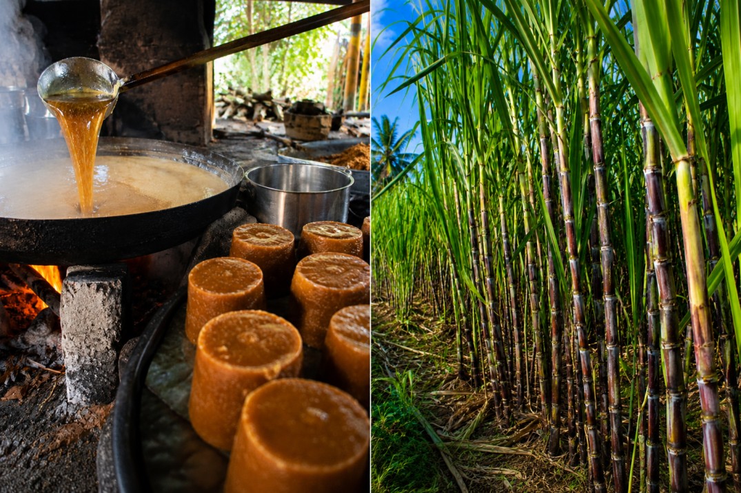 കരിമ്പ് ക്യഷി