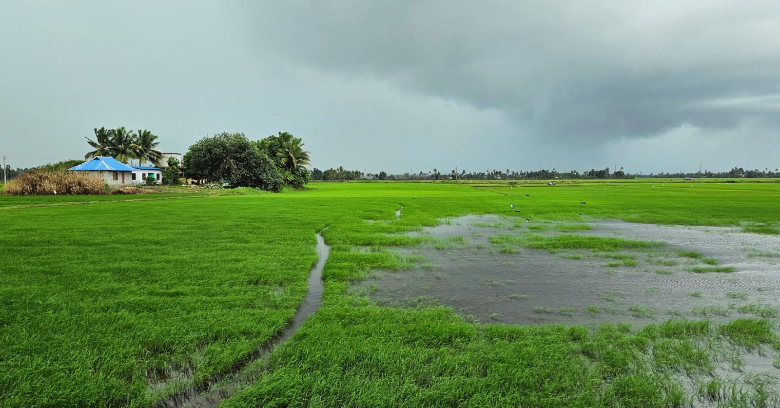 VALLIKUNNAM PUNCHA