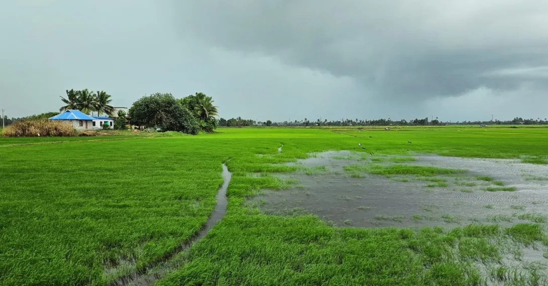 വള്ളികുന്നം പുഞ്ച