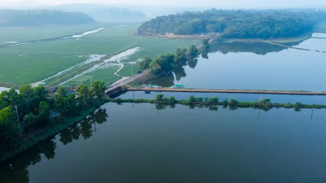 കരിങ്ങാലി പുഞ്ച