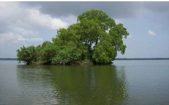 വിളക്ക് മാടം തുരുത്ത്