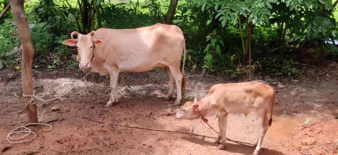 വെച്ചൂര്‍ പശു