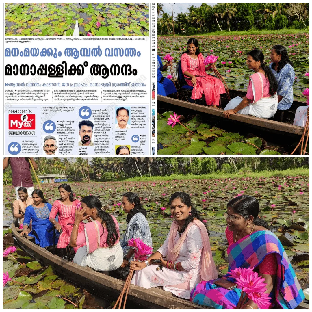 മനംമയക്കും ആമ്പൽ വസന്തം മാനാപ്പളളിയിൽ