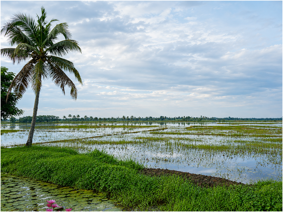 Manakkachira Paddy Fields