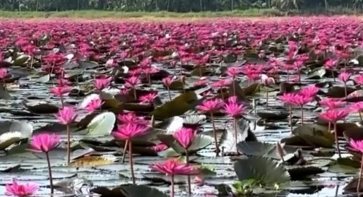 Puthukkari Water Lily Spring