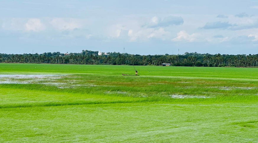 പുഞ്ചവയൽക്കാറ്റ്