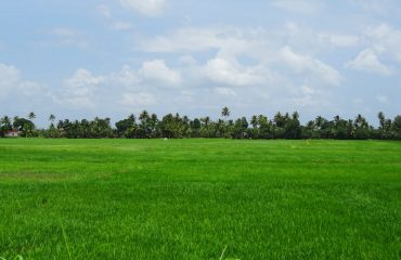 നെൽപ്പാടം