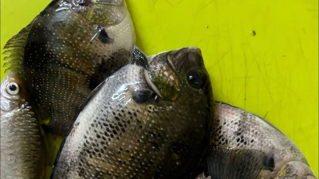 kumarakom pearl spot